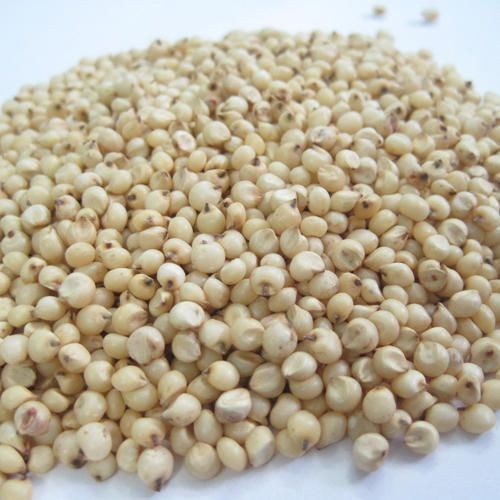 Sorghum