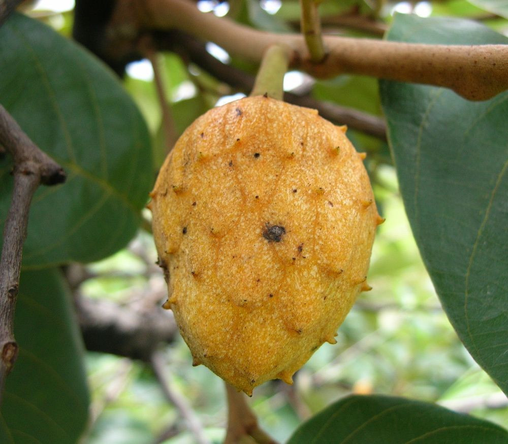 Wild soursop(Annona senegalensis),