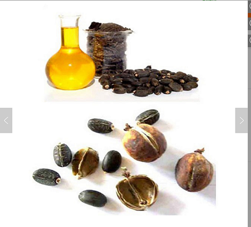 Refined Jatropha Oil