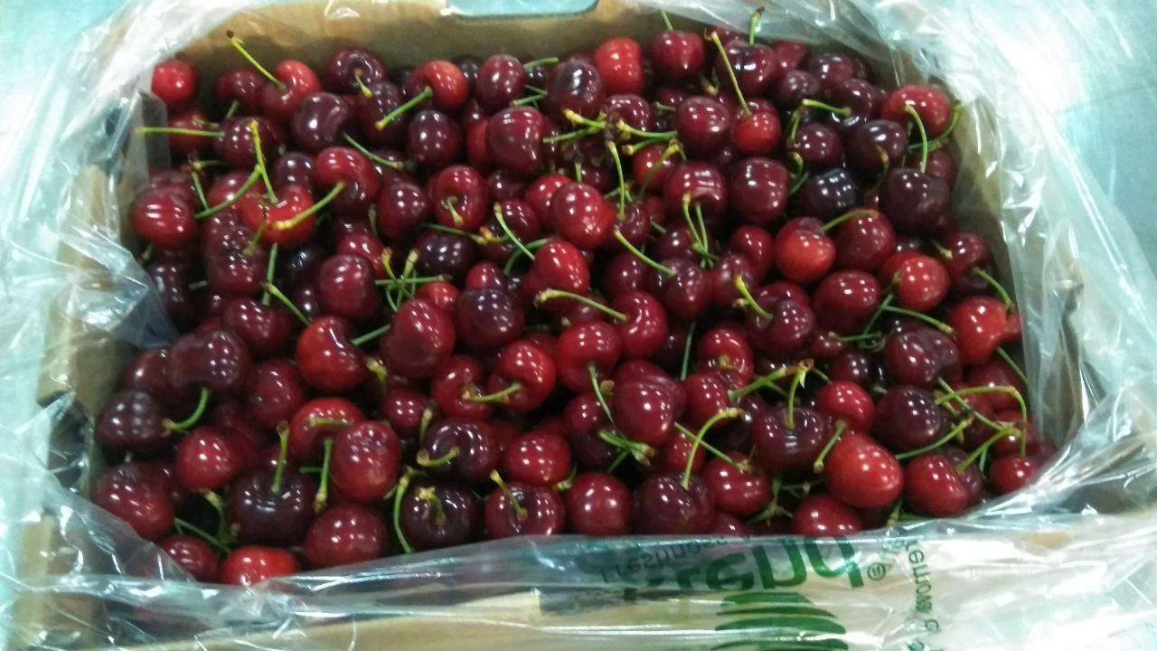 Fresh CHERRY from Uzbekistan