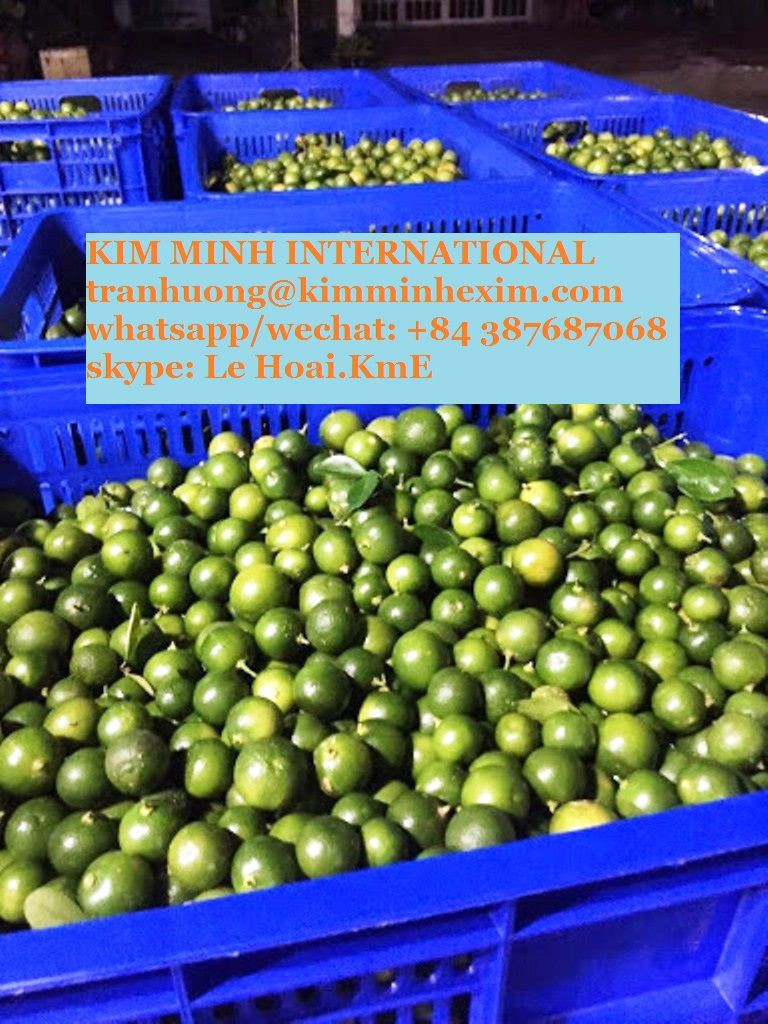 FRESH CALAMANSI +84 387687068 WHATSAPP