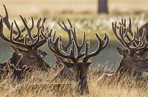 RED DEER ANTLERS