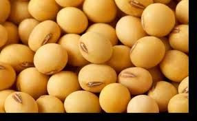 Soybean/Soya Bean, Soybean Seeds, Soya Bean Seeds( New Crop)