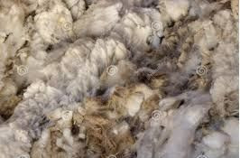 RAW UNPROCESED SHEEP WOOL