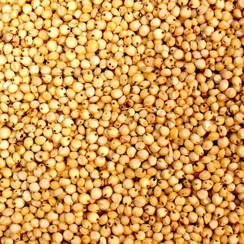 Yellow Sorghum Seeds