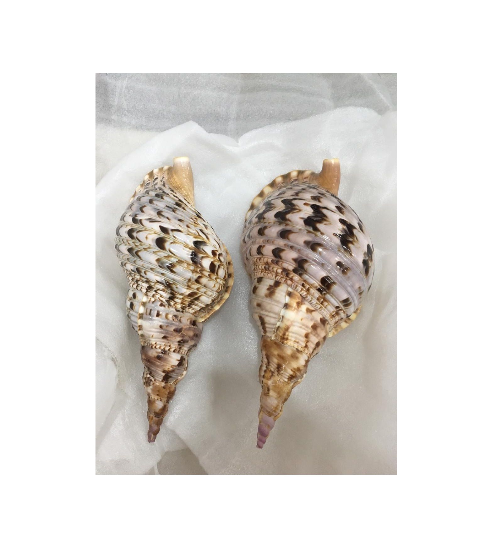 SEASHELLS CLEAN CONCH SHELLS CHEAP PRICE CONCH SHELL